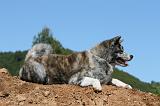 AKITA INU 471